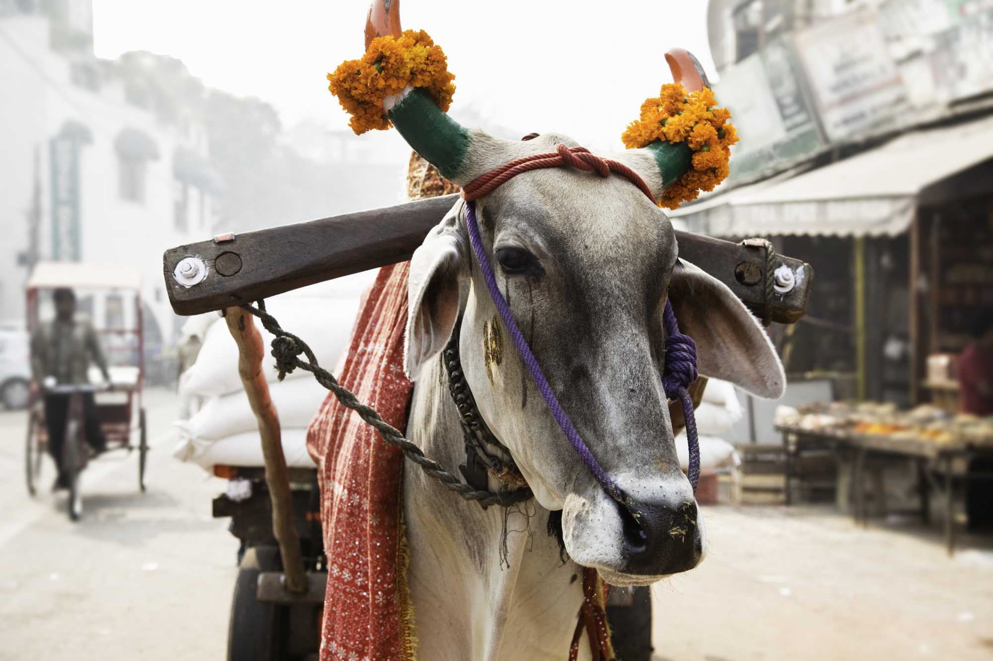 Por que a vaca é sagrada na Índia? Descubra aqui! - Blog Casa da Índia |  E-commerce especialista em produtos artesanais indianos de decoração,  roupas e cosméticos naturais.
