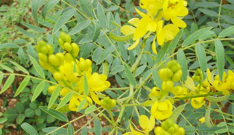 8. Cassia Obovata for Natural Blonde Highlights - wide 6